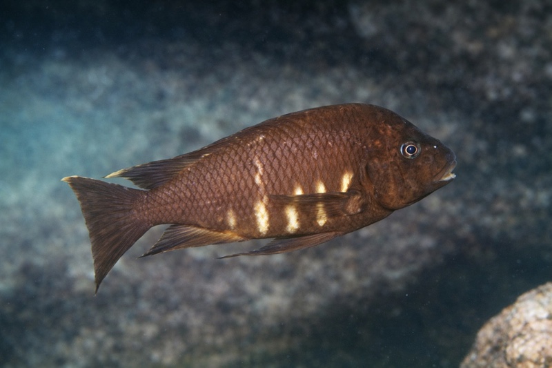 Petrochromis sp. 'red mpimbwe' Ulwile Island